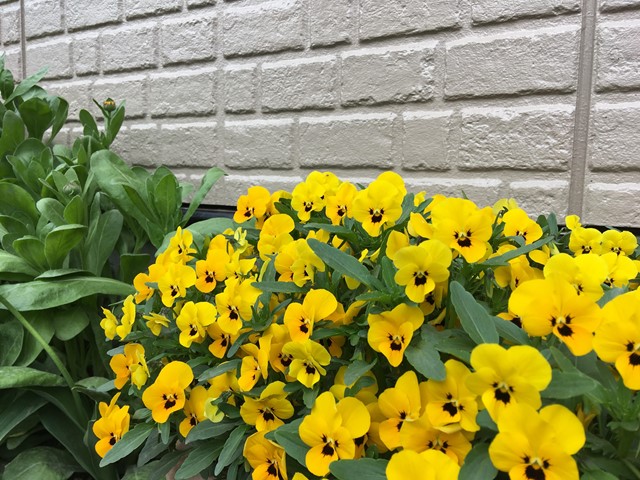 白い外壁と黄色いお花